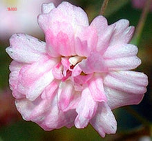 Load image into Gallery viewer, 100PCS/BAG , Beautiful Dried Natural  Gypsophila Flower Bouquets,Baby&#39;s Breath,Table Arrangements Weddding Decorations