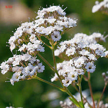 Load image into Gallery viewer, 100PCS/BAG , Beautiful Dried Natural  Gypsophila Flower Bouquets,Baby&#39;s Breath,Table Arrangements Weddding Decorations