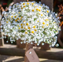 Load image into Gallery viewer, 100PCS/BAG , Beautiful Dried Natural  Gypsophila Flower Bouquets,Baby&#39;s Breath,Table Arrangements Weddding Decorations
