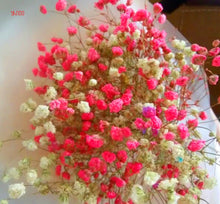 Load image into Gallery viewer, 100PCS/BAG , Beautiful Dried Natural  Gypsophila Flower Bouquets,Baby&#39;s Breath,Table Arrangements Weddding Decorations