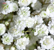 Load image into Gallery viewer, 100PCS/BAG , Beautiful Dried Natural  Gypsophila Flower Bouquets,Baby&#39;s Breath,Table Arrangements Weddding Decorations